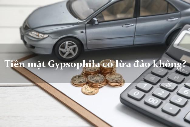 Tiền mặt Gypsophila có lừa đảo không?